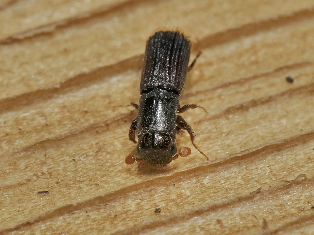 Platypus cylindrus - Curculionidae Platypodinae